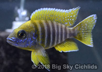 Aulonocara jacobfreibergi "mamalela"