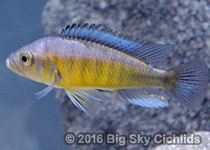 Neochromis omnicaeruleus "makobe"