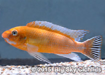 Labeotropheus trewavasae "mpanga red"