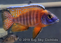Aulonocara sp. rubescens