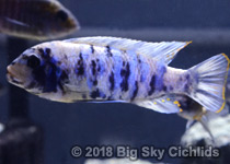 Metriaclima tarakiki