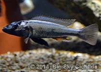 Haplochromis therueterion