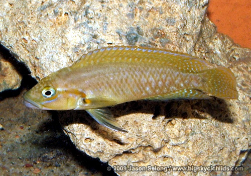 Telmatochromis sp. "orange scribble"