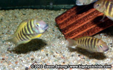 Tropheus brichardi "katonga"