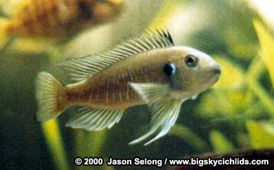 Triglachromis otostigma