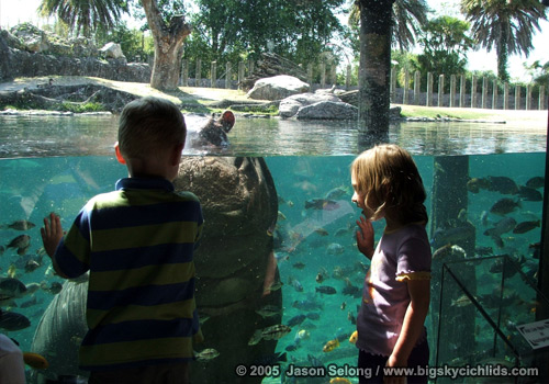 Busch Gardens Hippo Exhibit 