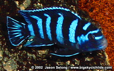 Pseudotropheus demasoni