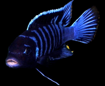 Welcome to Big Sky Cichlids