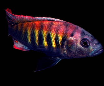 Welcome to Big Sky Cichlids