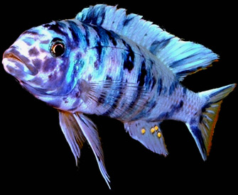 Welcome to Big Sky Cichlids