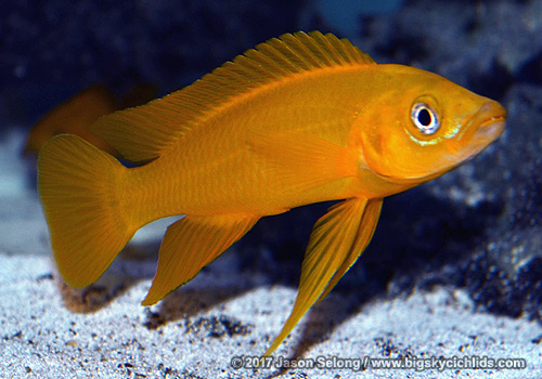 Neolamprologus leleupi "Karilani"