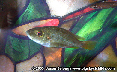 Lithochromis rufus -female