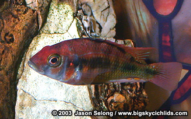 Lithochromis rufus