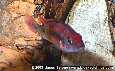 Lithochromis rufus