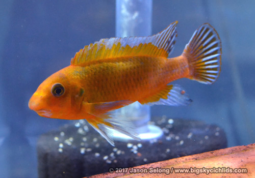 Labeotropheus trewavasae "mpanga red"