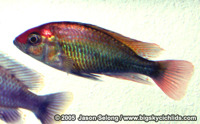 Haplochromis sp. "ruby green"