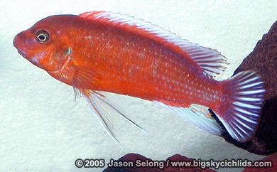 Labeotropheus trewavasae "mpanga red"