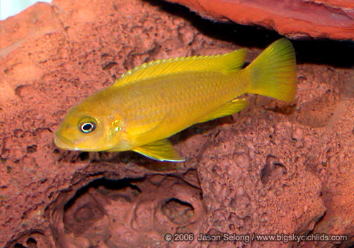 Metriaclima sp. "membe deep"