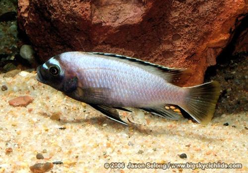 Metriaclima sp. "membe deep"