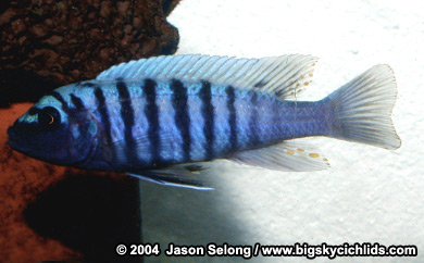 Metriaclima sp. "slim/compact zebra" BB male