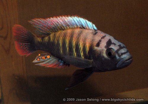 Pundamilia nyererei "Mwanza red"