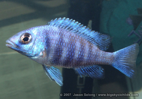 Placidochromis sp. "phenochilus tanzania" -juvenile male