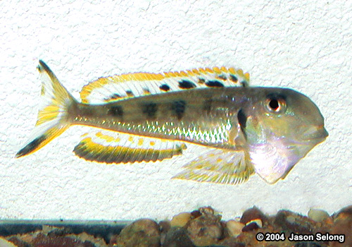 Xenotilapia sp. "ochrogenys ndole"
