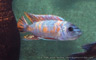 Labeotropheus fuelleborni "marmalade cat"