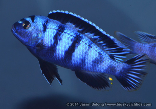 Pseudotropheus saulosi -male