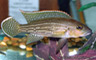 Something Fishy Inc. Shop Tour
