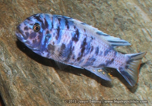 Metriaclima sp. "zebra slim/compact" marmalade cat