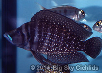 Altolamprologus calvus "congo black"