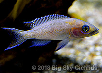 Neolamprologus cygnus