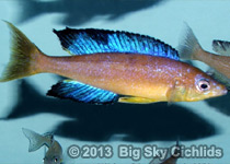 Cyprichromis microlepidotus "bulu point"