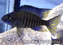 Aulonocara ethelwynne