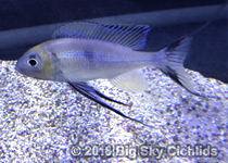 Cyathopharynx foae "Kachese"
