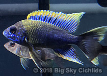 Aulonocara sp. "lwanda"