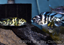 Neochromis omnicaeruleus "makobe"