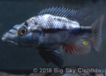 Prognathochromis perrieri