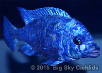 Placidochromis sp. "phenochilus tanzania"