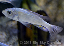 Yssichromis pyrrhocephalus