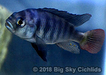 Neochromis rufocaudalis