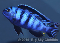 Pseudotropheus saulosi