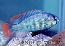 Platytaeniodus "red tail sheller"