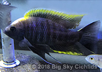 Copadichromis geertsi "Gome"